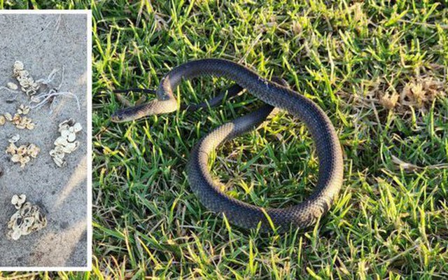 Úc: Bé 2 tuổi đuổi theo rắn độc, phát hiện điều kinh dị