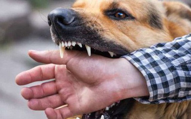 Bị chó dại cắn vào ngón tay, một người tử vong