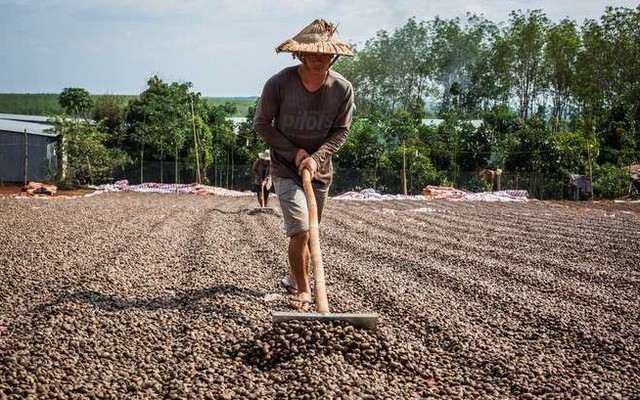 Hai tháng 2023: Việt Nam nhập khẩu 130 triệu USD một loại hạt thô từ Campuchia