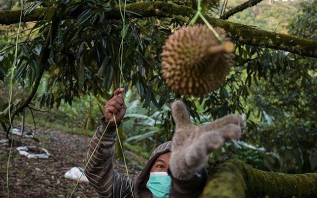 Đối thủ thất thu lớn vì thiên tai, loại "trái cây vua" của Việt Nam có thể giành lợi thế tại thị trường Trung Quốc?