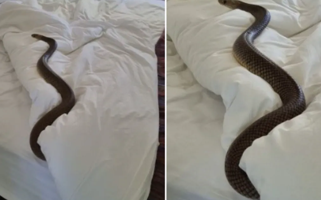 Tá hỏa khi rắn độc nhất thế giới ngủ trên giường
