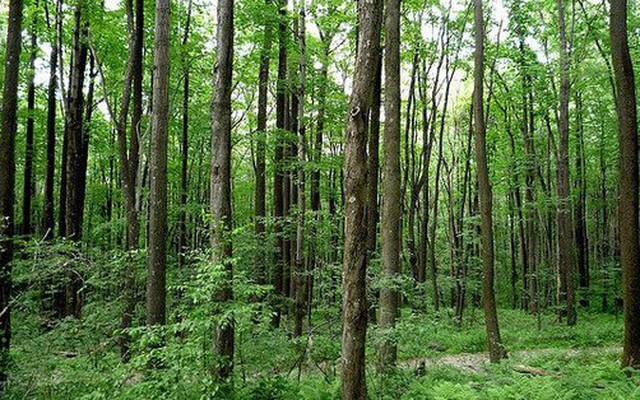 Một số tỉnh phía Bắc: Giá mỗi m2 đất rừng sản xuất chỉ bằng gói bim bim