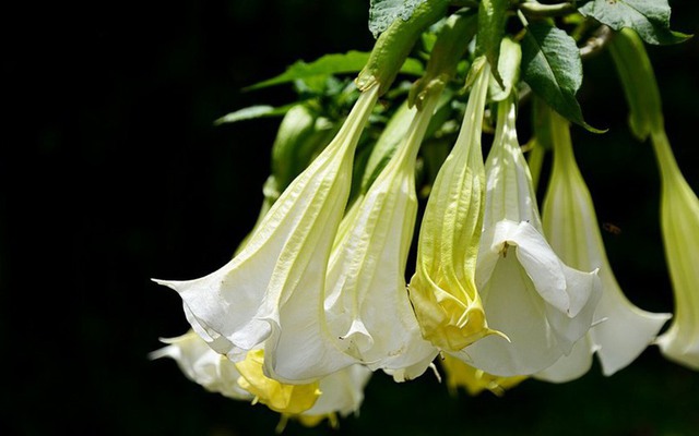 Loại hoa đẹp nhưng có độc tố mạnh, được mệnh danh là 'hơi thở của quỷ'