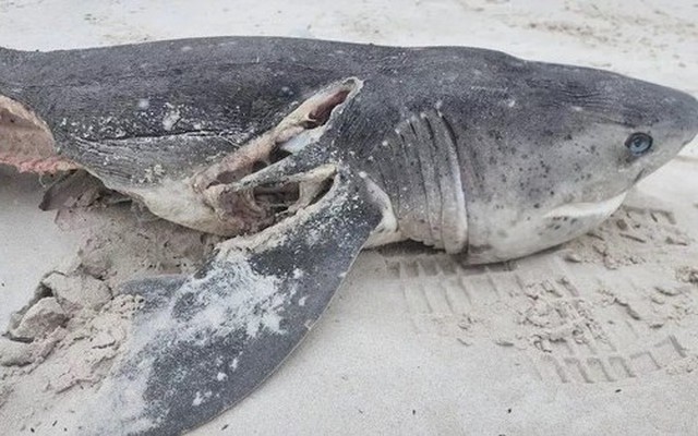 Vụ thảm sát cá mập: 19 con cá mập bị sát hại trong ngày