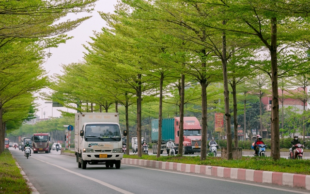 Đường phố Hà Nội đẹp ngỡ ngàng dưới những hàng cây bàng lá nhỏ xanh mơn mởn