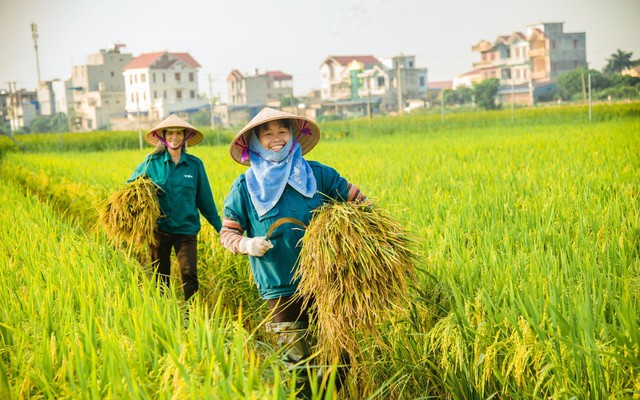 Hưởng lợi từ những mặt hàng nông sản Việt Nam xuất khẩu 'tỷ đô', nhóm cổ phiếu liên quan được mùa 'bội thu'