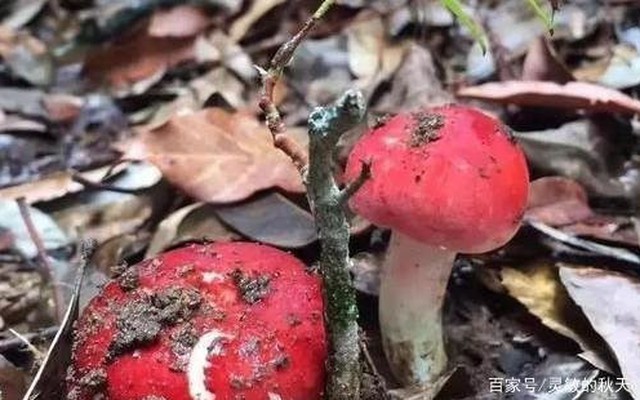 Loại nấm ở Việt Nam được ví như "vàng đỏ", chỉ mọc 2 lần/năm khiến thương lái Trung Quốc săn lùng, có bao nhiêu mua bấy nhiêu