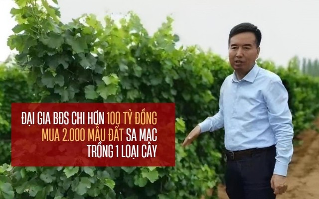 Đại gia BĐS "khùng" làm giàu kiểu không giống ai: Bỏ hơn 100 tỷ đồng mua 2.000 mẫu đất sa mạc cằn cỗi để trồng 1 loại cây, 10 năm sau hốt bạc mỏi tay