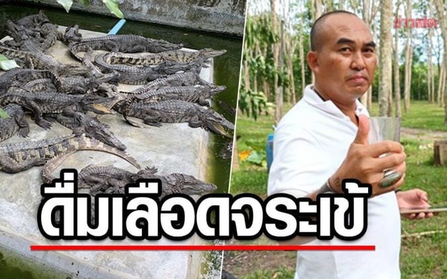 Doanh nhân Thái Lan gây tranh cãi khi uống huyết cá sấu để có sức khoẻ cường tráng