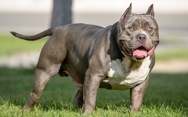 Vì sao vết cắn của chó Pitbull đáng sợ hơn những giống chó khác?