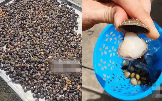 Cứ đến mùa nắng là lại nổi lên món ăn vặt đặc biệt làm chín hoàn toàn bằng ánh mặt trời nhưng không phải ai cũng biết