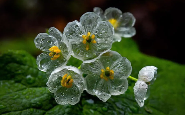 Loài hoa quý hiếm nhất nhì hành tinh cứ trời mưa là "tàng hình", đẹp lộng lẫy như tinh linh trong truyện tranh Nhật Bản