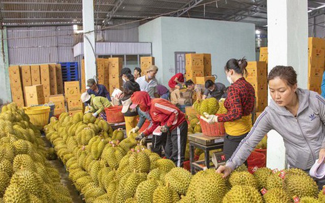 Sầu riêng rớt giá từ 200.000 đồng/kg xuống 50.000 đồng/kg