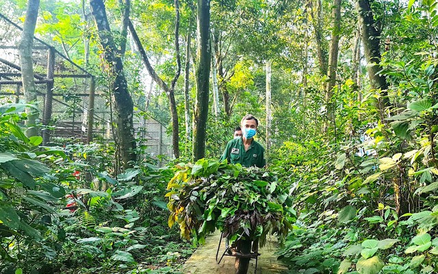 Cận cảnh 'ngôi nhà' nuôi dưỡng linh trưởng nguy cấp