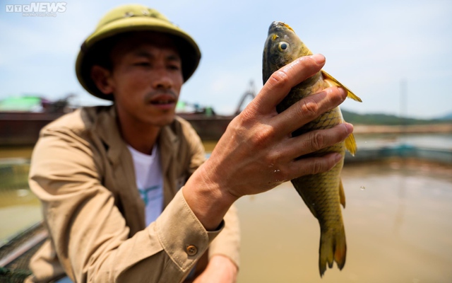 Sông Đà cạn trơ đáy: Người dân bất lực nhìn cá, hoa màu chết khô