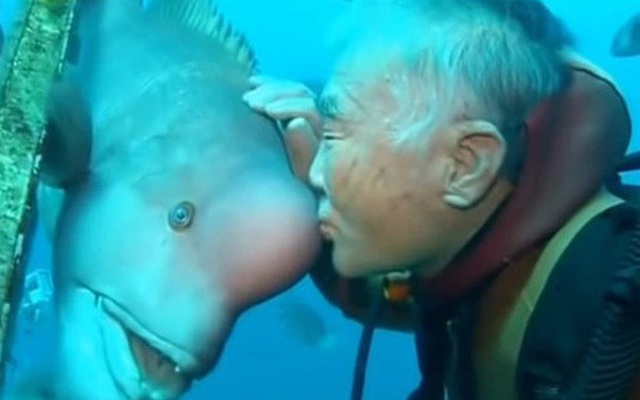 Tình bạn "kỳ diệu" của ông lão Nhật Bản và chú cá được cứu sống
