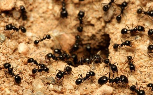 Nghiên cứu về đàn 'kiến lười': Người thành công thường mang kiểu tư duy khác biệt này!