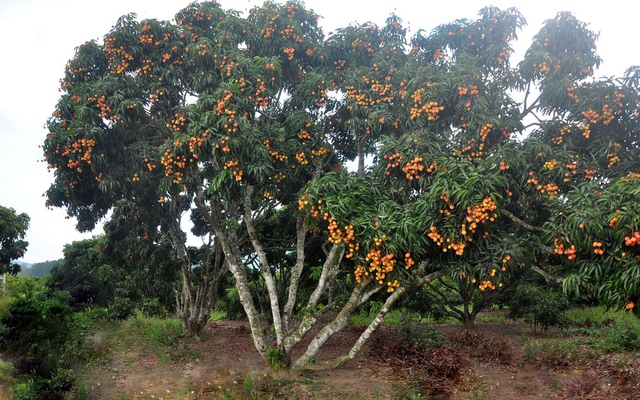 Loại quả bán la liệt ngoài đường tại Việt Nam, giá chỉ 10.000 đồng/kg, xuất ngoại thành hàng "hot", giá gần 1 triệu đồng/kg