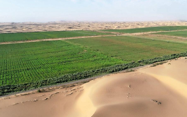 Công nghệ 'kỳ diệu' biến cát sa mạc cằn cỗi thành đất màu mỡ có thể trồng trọt