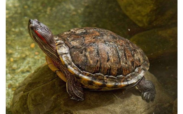 Nhiệt độ ảnh hưởng đến giới tính của rùa