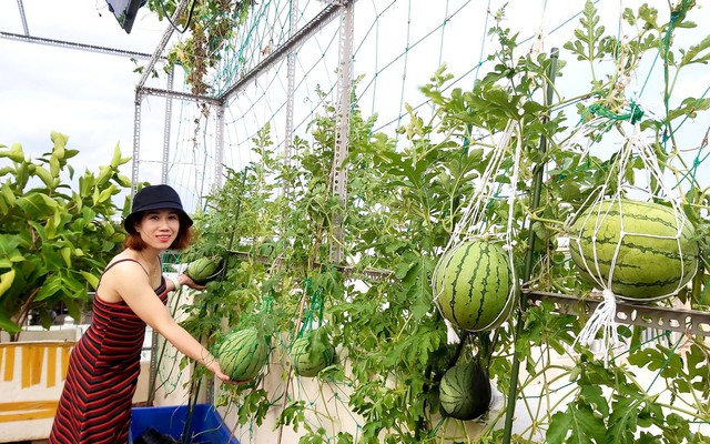 Mẹ đơn thân sở hữu khu vườn sân thượng trĩu quả ngay giữa Sài Gòn