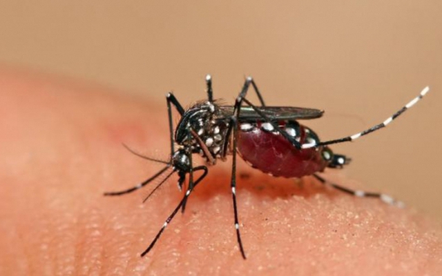 Bệnh truyền nhiễm liên quan đến muỗi có thể gia tăng bởi hiện tượng cực đoan này