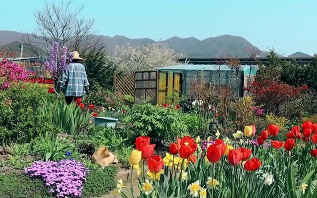 Cặp vợ chồng về quê mua nhà sống giữa thung lũng hoa, từ chối khách đến thăm vì một lý do