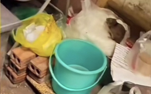 Công an xác minh quán ăn tại Hà Nội có con chuột 'chễm chệ' trên túi bún