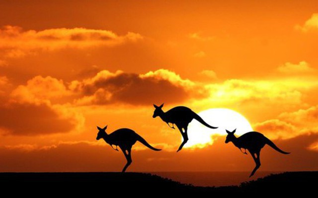 Con người sẽ sớm được cấy 'gân' của kangaroo để phục hồi những chần thương vùng đầu gối