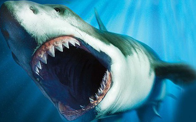 Nóng: Bí ẩn lớn nhất của siêu cá mập Megalodon sáng tỏ - Hiểu lầm được gỡ bỏ!