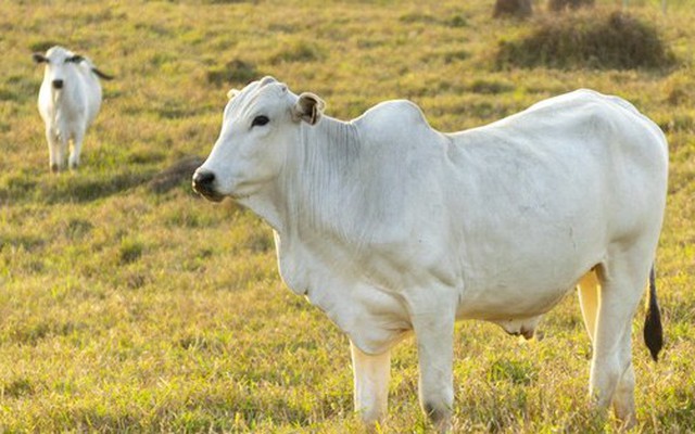 Con bò đắt nhất thế giới, giá hơn trăm tỷ đồng có gì đặc biệt?