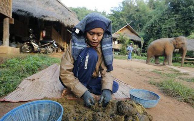 Người phụ nữ bới phân voi tìm hạt cà phê, tưởng kỳ quặc nhưng là hành động tạo ra ly đồ uống hảo hạng giá hơn triệu đồng, giới nhà giàu mê mẩn