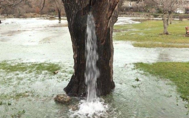 Bí ẩn những cây cổ thụ hơn trăm tuổi biết tuôn nước xối xả như vòi phun