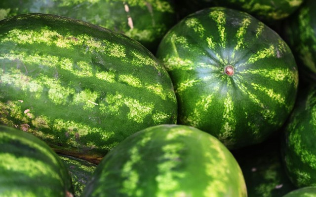 Các nhà khoa học Nga trồng thành công dưa hấu ở nơi lạnh nhất Trái Đất