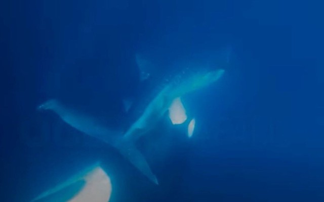 Cảnh hiếm cá voi sát thủ xẻ thịt cá nhám voi