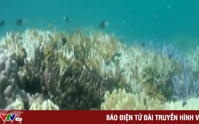 Rạn san hô Great Barrier có thể bị tẩy trắng trên diện rộng