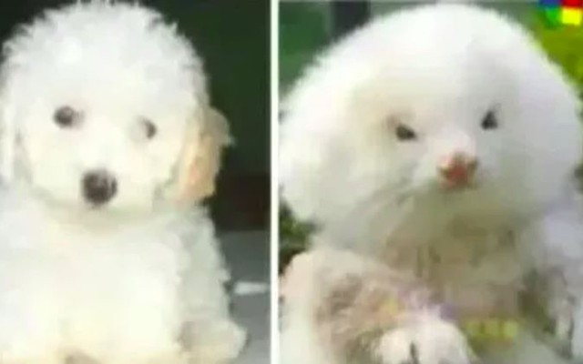 Người đàn ông chi 4 triệu đồng mua 2 con chó Poodle, lúc đi khám mới ngớ người: Đây không phải chó!