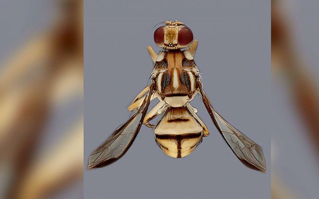 Một địa phương ở Mỹ phát lệnh ‘cách ly’ vì ruồi đục quả