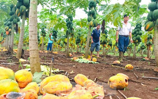 Xót xa nhìn vườn đu đủ thối rụng vì doanh nghiệp bất ngờ 'lật kèo'