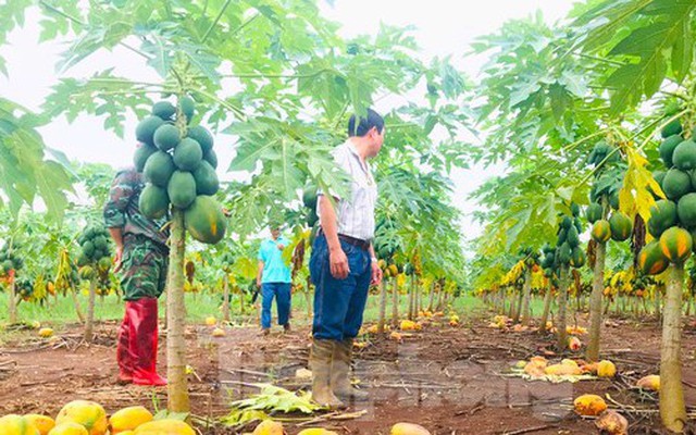 Thông tin mới vụ doanh nghiệp 'bùng hàng' nghìn tấn đu đủ