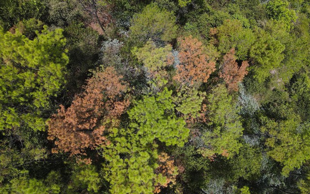 Cận cảnh khu rừng thông 2.000ha trụi lá vì bị sâu róm phá hoại