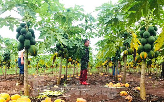 Vụ 'bùng hàng' nghìn tấn đu đủ: Công ty Nafoods chuyển gần 3 tỷ đồng