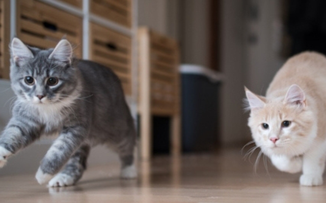 Mèo chạy loạn khắp nhà vào ban đêm báo hiệu điều gì?