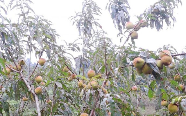 Thu nhập khủng từ việc trồng loại quả chua chua, giòn ngọt trên vùng núi sương mù, mưa phùn