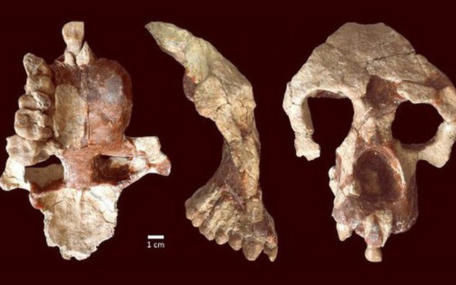 Phát hiện hài cốt 8,7 triệu tuổi làm đảo lộn lịch sử loài người