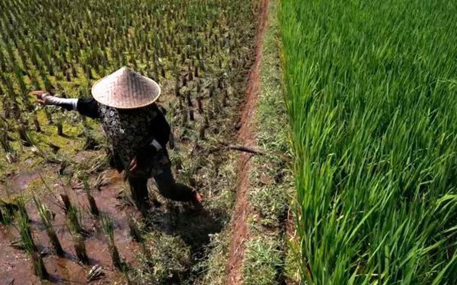 Từ lúa đến dầu cọ, sản lượng cây trồng châu Á có thể giảm mạnh do El Nino