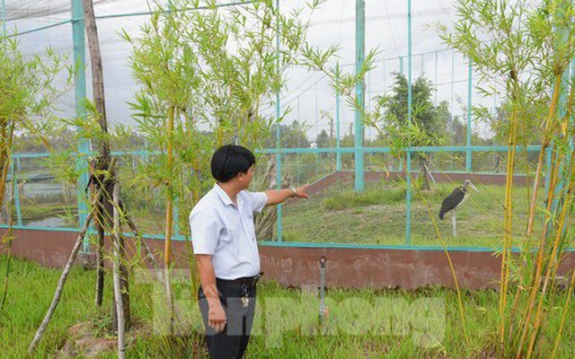 Cận cảnh nơi bảo tồn sếu đầu đỏ tại Vườn Quốc gia Tràm Chim