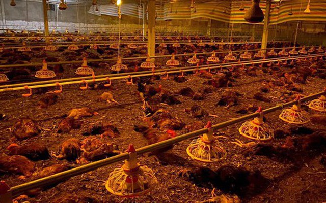 Người dân chung tay "giải cứu" gần 10.000 con gà chết ngạt do chập điện