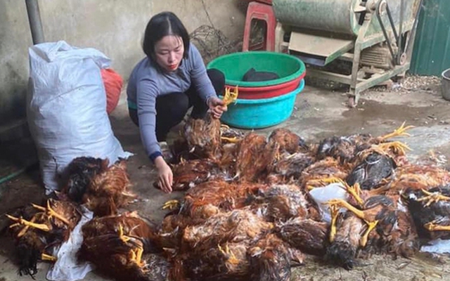 8.000 con gà bị chết ngạt, dân làng trắng đêm hỗ trợ làm thịt bán