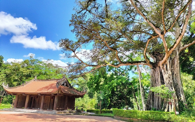 Về vùng đất thiêng Lam Kinh nghe 'chuyện tình' cây Đa - Thị hơn 300 năm tuổi